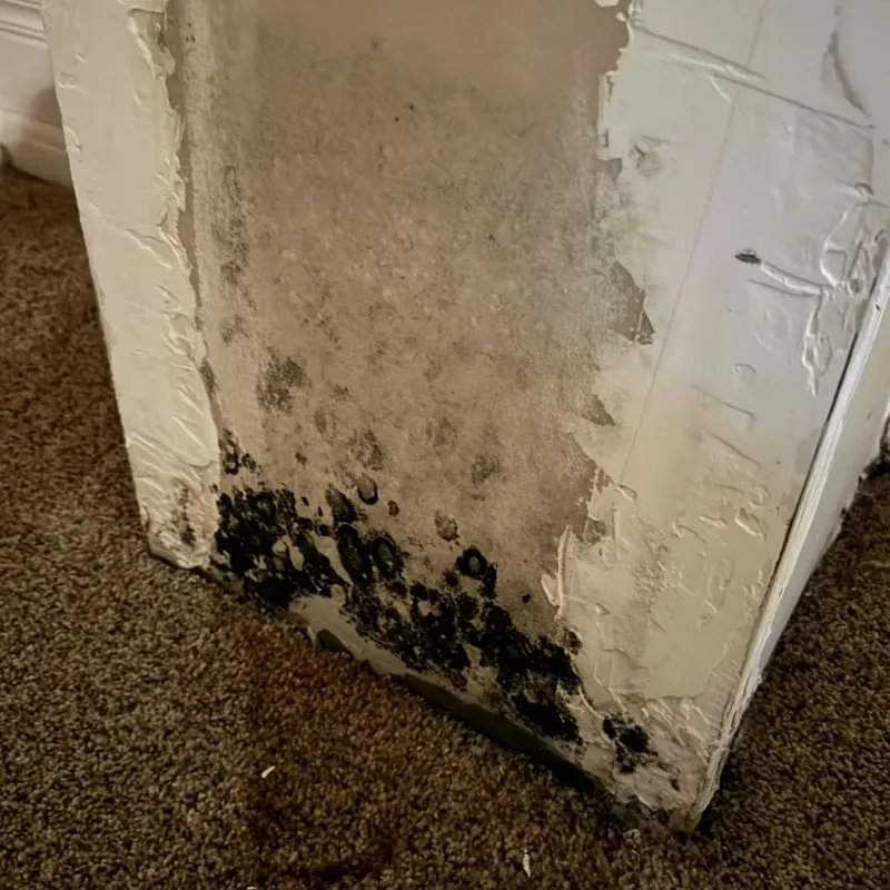 Professional Mold Removal in Saint Francis, KS